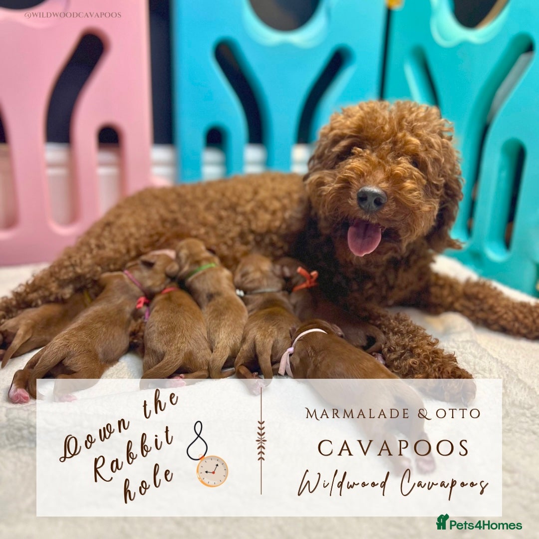 Cavapoo dogs 5 ⭐️ LICENSED BREEDER HEALTH TESTED F1 CAVAPOOS  - Advert 2
