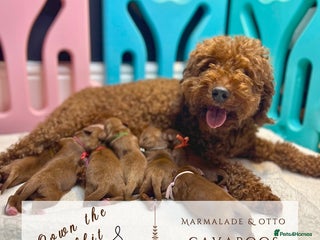 Cavapoo dogs 5 ⭐️ LICENSED BREEDER HEALTH TESTED F1 CAVAPOOS - Advert 3