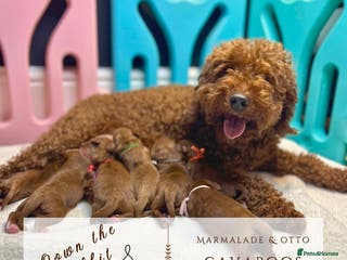 Cavapoo dogs 5 ⭐️ LICENSED BREEDER HEALTH TESTED F1 CAVAPOOS - Advert 1