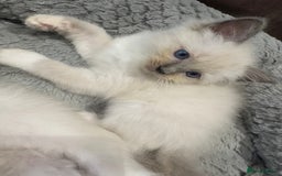 Ragdoll cats for sale: Last 2 beautiful boy blue mitted Ragdolls kittens  - Image 4