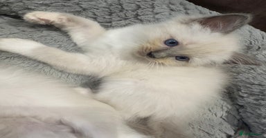Ragdoll cats - Advert 15