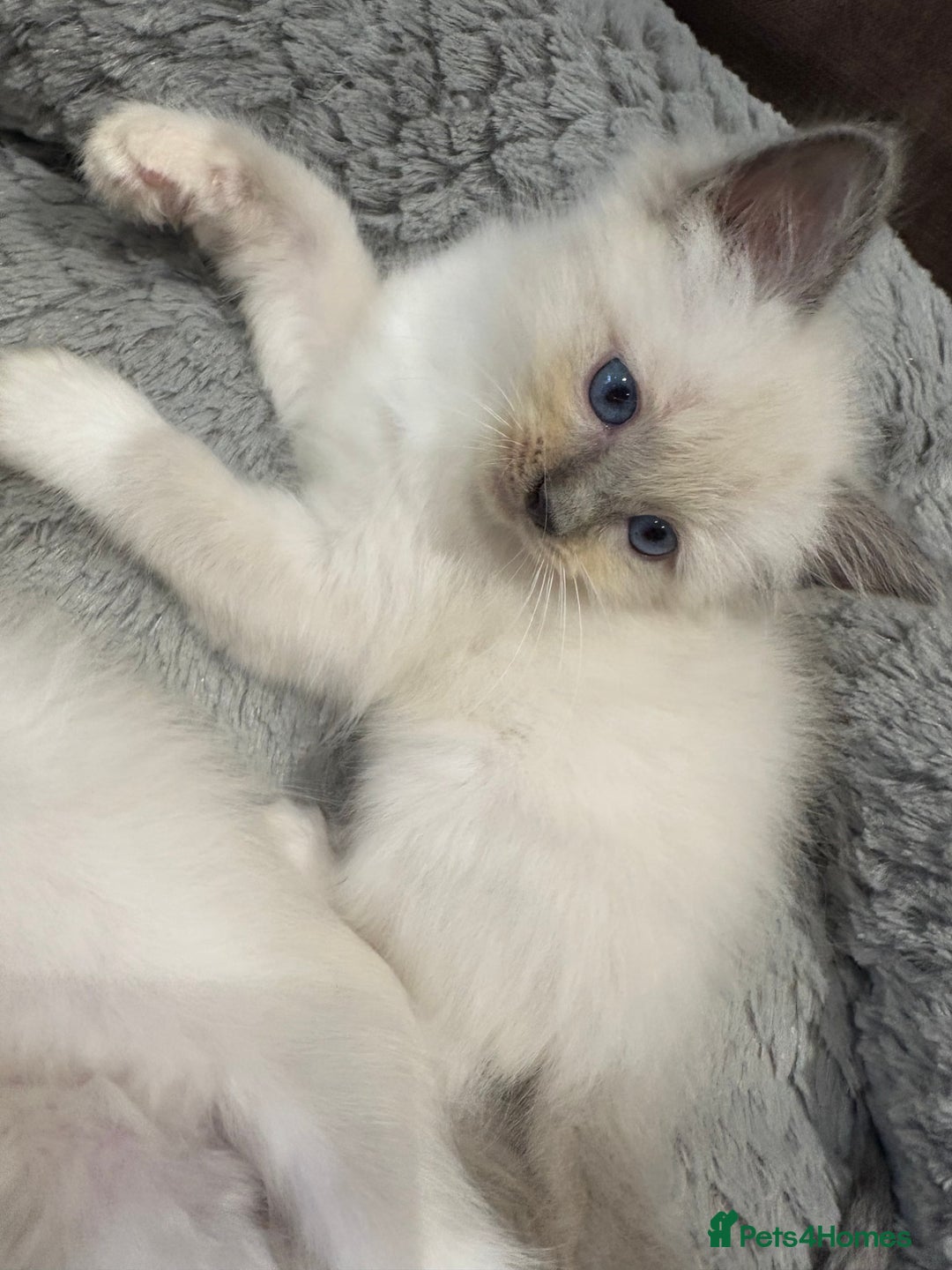Ragdoll cats for sale: Last 2 beautiful boy blue mitted Ragdolls kittens  - Image 4