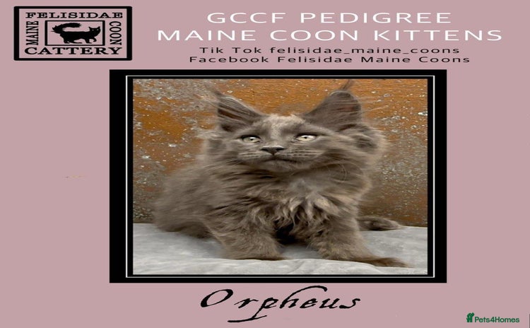 Maine Coon cats - Advert 15