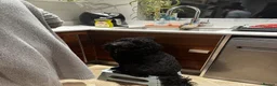 Cockapoo dogs for sale: Cockapoo rehome - Advert 2