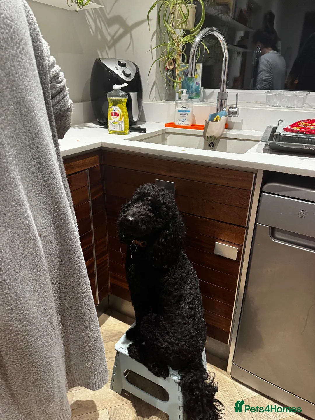 Cockapoo dogs for sale: Cockapoo rehome - Advert 2