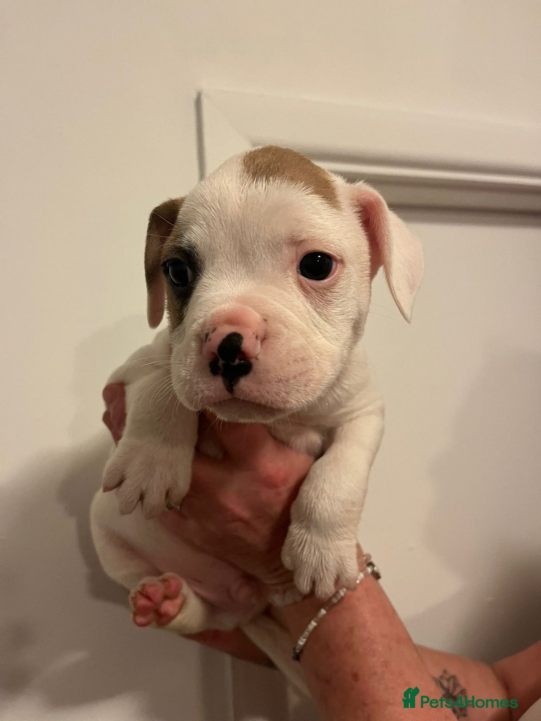 Mixed Breed dogs for sale: Puppies looking for their forever homes  - Advert 8