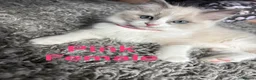 Ragdoll cats for sale: Pure Ragdoll Kittens Ready to leave  - Advert 5
