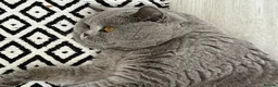 British Shorthair cats for stud: 💙🔥 GCCF BLUE STUD EAST MIDLANDS  - Advert 4