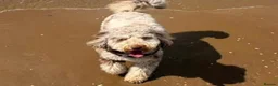 Bordoodle dogs for sale: F1b Bordoodle extensive genetic test clear - Advert 12