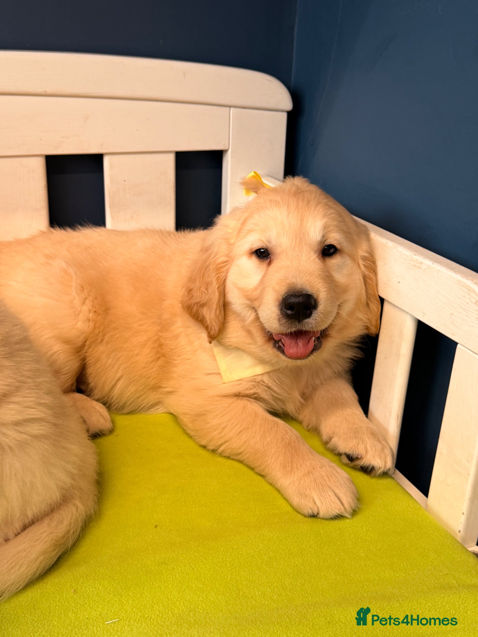 Golden Retriever dogs for sale: 🐶 Gorgeous Chunky type Golden Retriever Puppies🐶 - Advert 7
