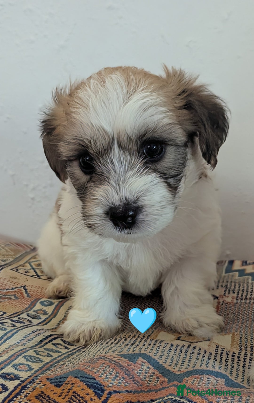 Cavachon dogs for sale: Cavachon Puppies - excellent example!  - Image 12