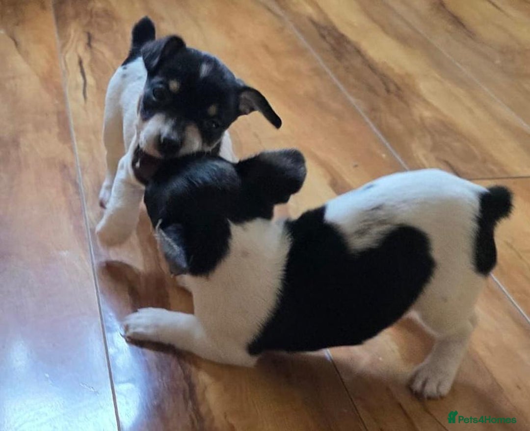Jack Russell dogs for sale: Jack Russell Puppies - Image 6