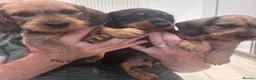 Miniature Dachshund dogs for sale: Miniature dachshund Wirehaired  - Advert 10