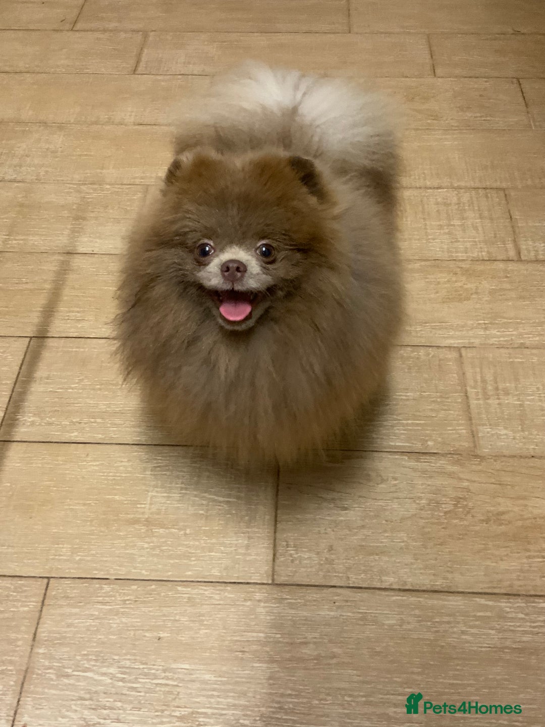 Pomeranian dogs for stud: Lilac and tan carrier tiny boy for stud in Lanark - Advert 13