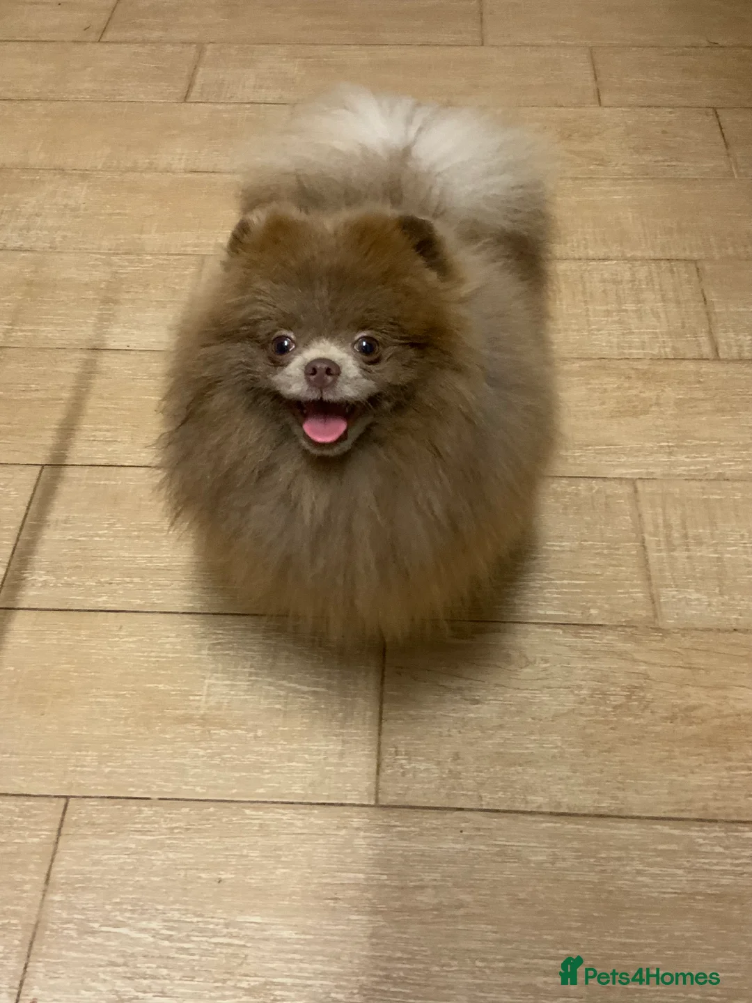 Pomeranian dogs for stud: Lilac and tan carrier tiny boy for stud in Lanark - Advert 13