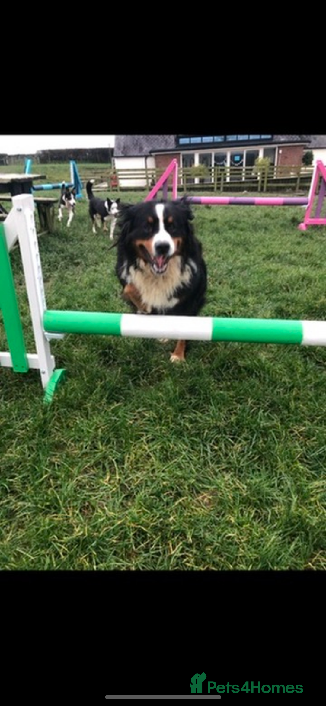 Bernese Mountain Dog dogs for sale: Boys and girls  - Advert 13