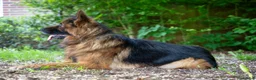 German Shepherd dogs for sale: Zues  - Advert 5