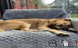 Mixed Breed dogs for adoption: 💖 Gentle Joky is waiting for her forever home! - Advert 1