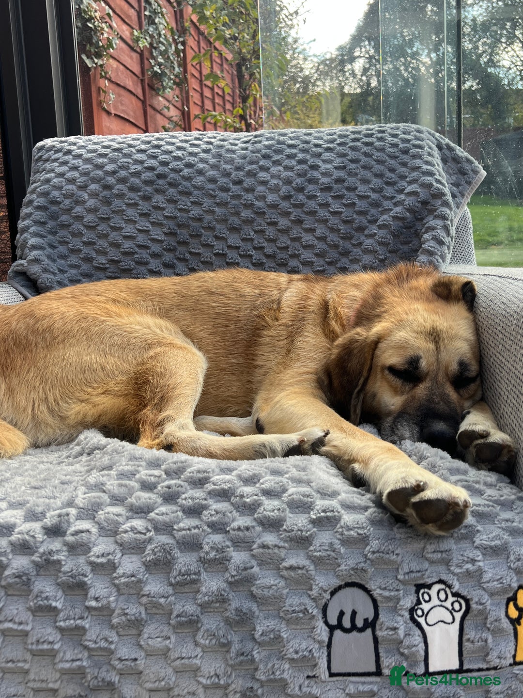 Mixed Breed dogs for adoption: 💖 Gentle Joky is waiting for her forever home! - Advert 1