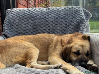 Mixed Breed dogs - Advert 3