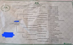 Boxer dogs for stud: Bane - Kc registered boy in Chesterfield - Image 6