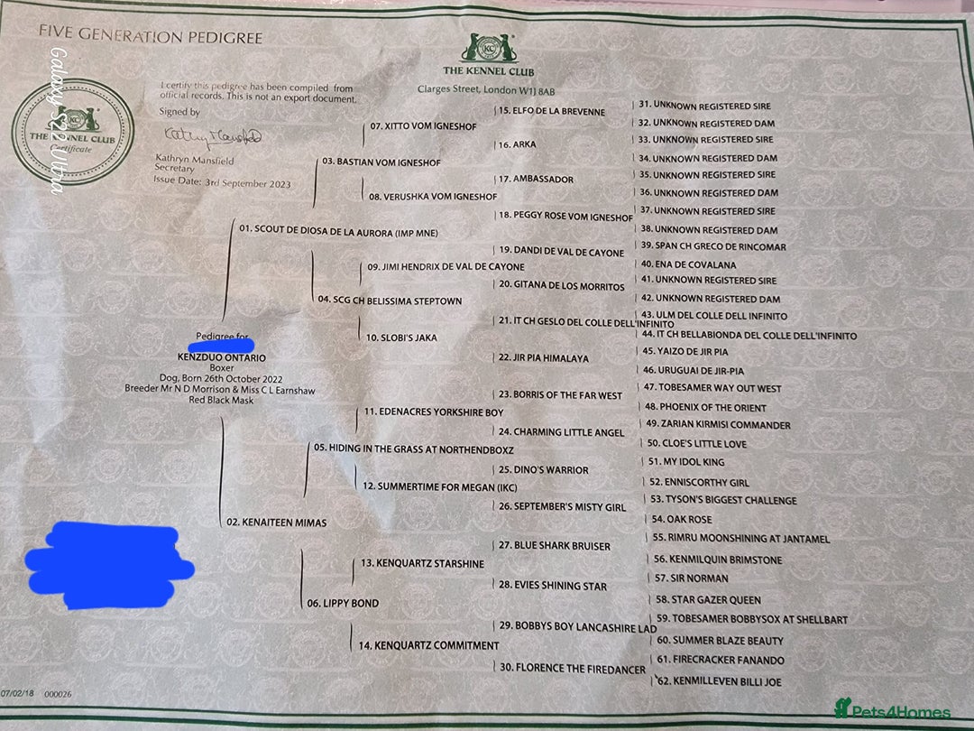 Boxer dogs for stud: Bane - Kc registered boy in Chesterfield - Image 6