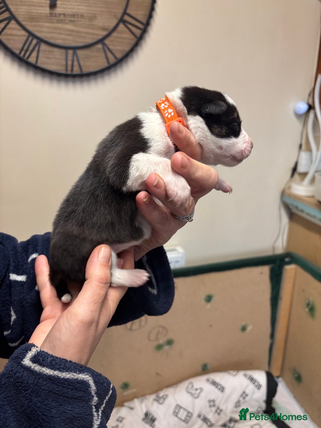 Border Collie dogs for sale: Border collie puppies - Advert 18