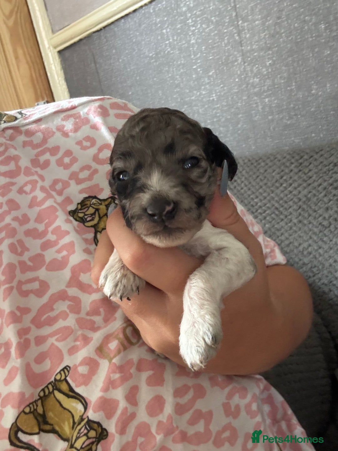Cockapoo dogs for sale: Merle cockerpoo puppies for sale  - Image 11