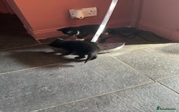 Mixed Breed cats for sale: Kittens for sale - Image 7