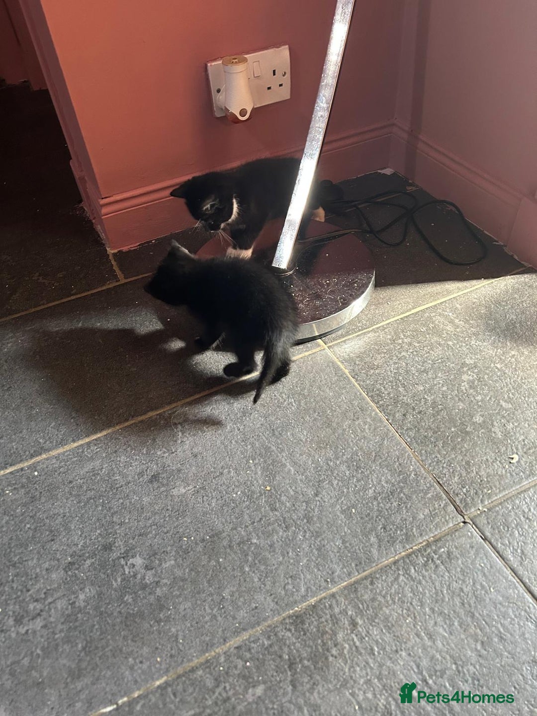 Mixed Breed cats for sale: Kittens for sale - Image 7