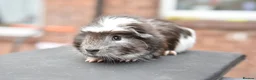 Guinea Pig rodents for sale: Baby Guinea Pigs Looking For New Homes - Advert 21