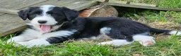 Bordoodle dogs for sale: Handsome doodle boy pups - Advert 10