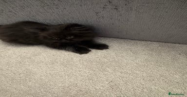 Persian cats - Advert 11