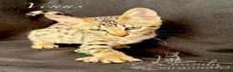 Savannah cats for sale: Excellent Quality Tica Registered Purebred kittens - Advert 4