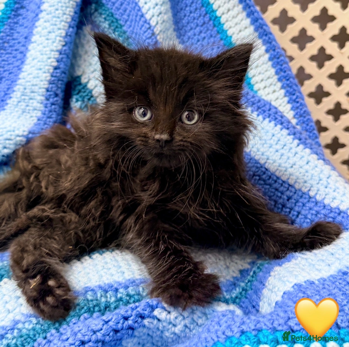 Maine Coon cats 💠 MAINE COON X RAGDOLL *PARENTS HEALTH TESTED* 💠 - Advert 2