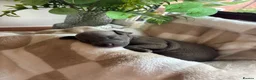 Italian Greyhound dogs for sale: KC registered Beautiful pups - Advert 16