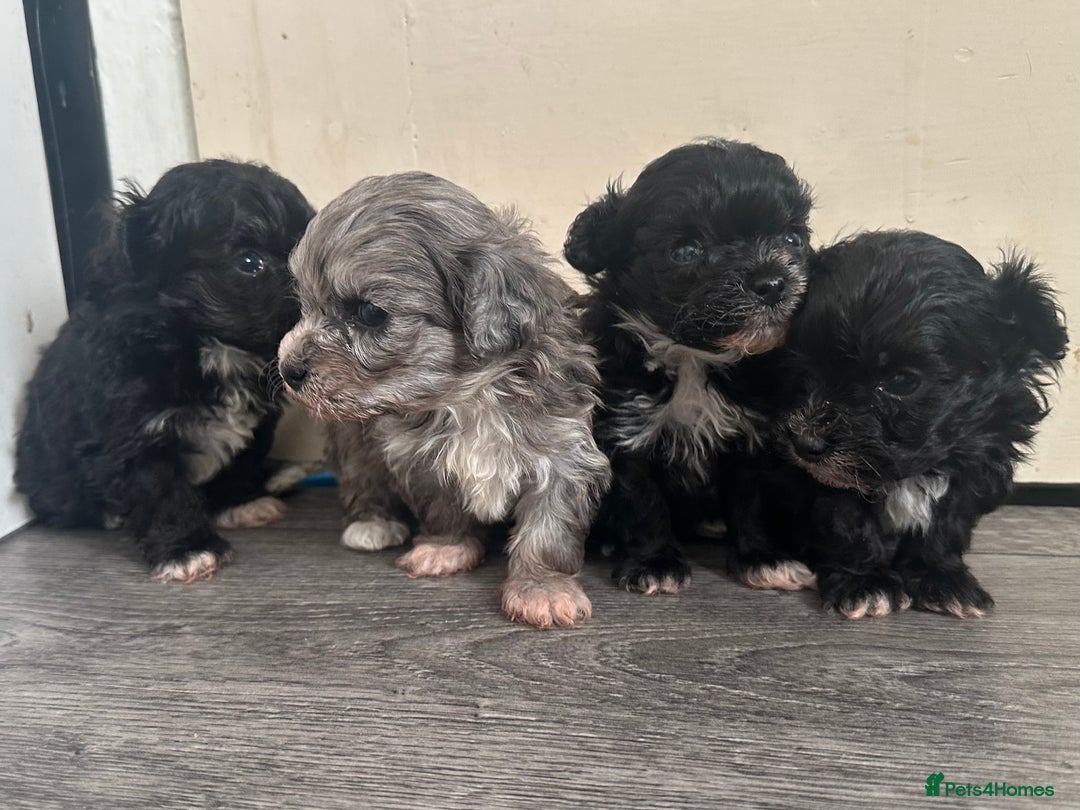 Maltipoo dogs for sale: F1 Toy Maltipoos - Advert 13
