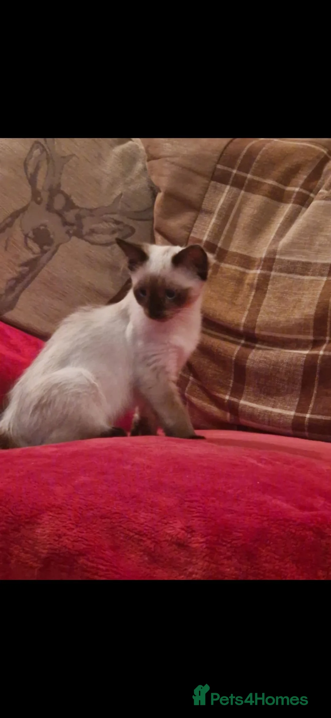 Ragdoll cats for sale: Ragdoll kittens - Advert 1