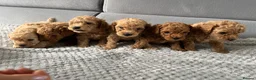 Poochon dogs for sale: F1B PUPPIES POOCHON CROSS TOY POODLE in Swansea - Advert 5