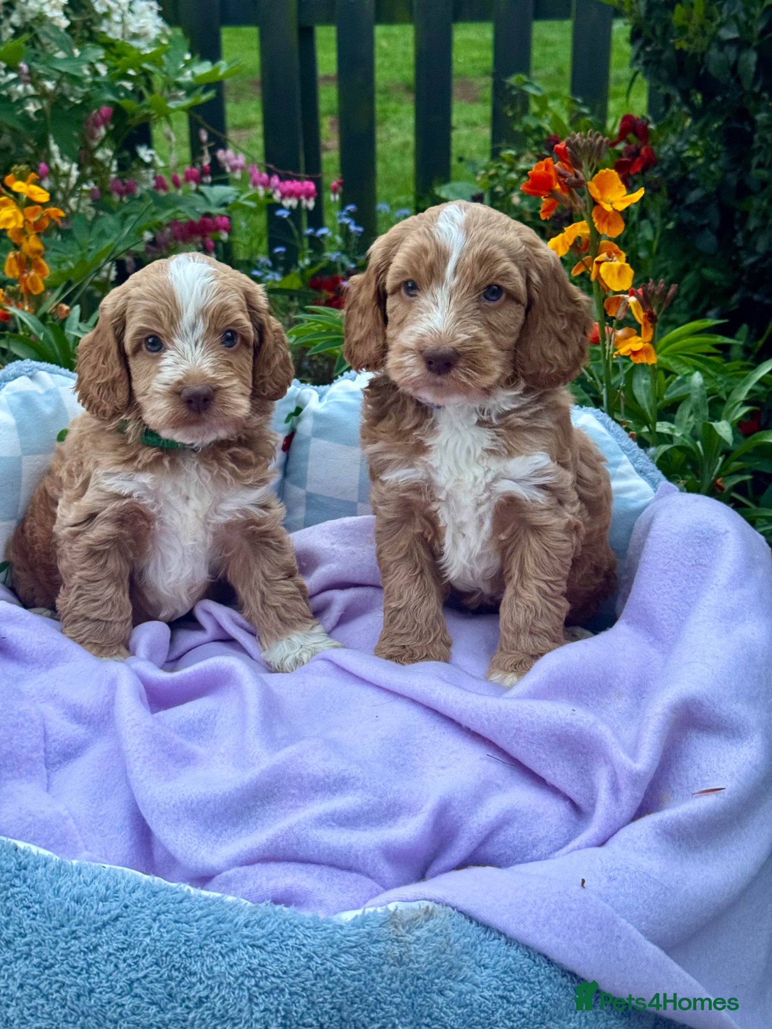 Cockapoo dogs 6 gorgeous f1 apricot Cockerpoos  - Advert 1