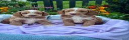 Cockapoo dogs for sale: 6 gorgeous f1 apricot Cockerpoos  - Advert 3