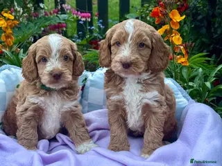 Cockapoo dogs 6 gorgeous f1 apricot Cockerpoos - Advert 1