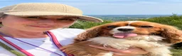 Cavalier King Charles Spaniel dogs for sale: Pending viewing- unable to reply to all messages  - Advert 5