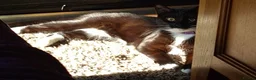 Domestic Shorthair cats for sale: 11 month old female cat looking for new home - Advert 5