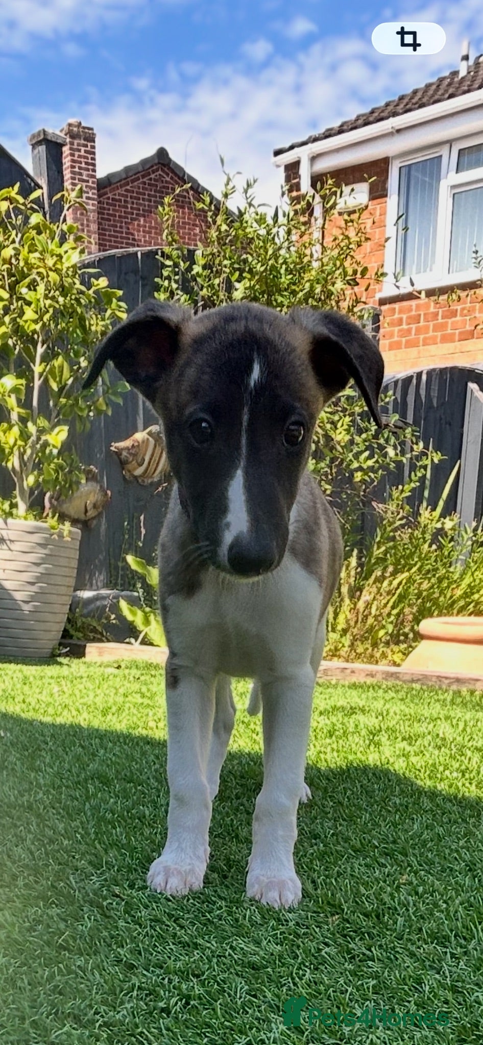 Whippet dogs Beautiful whippet puppy ready now - Advert 1
