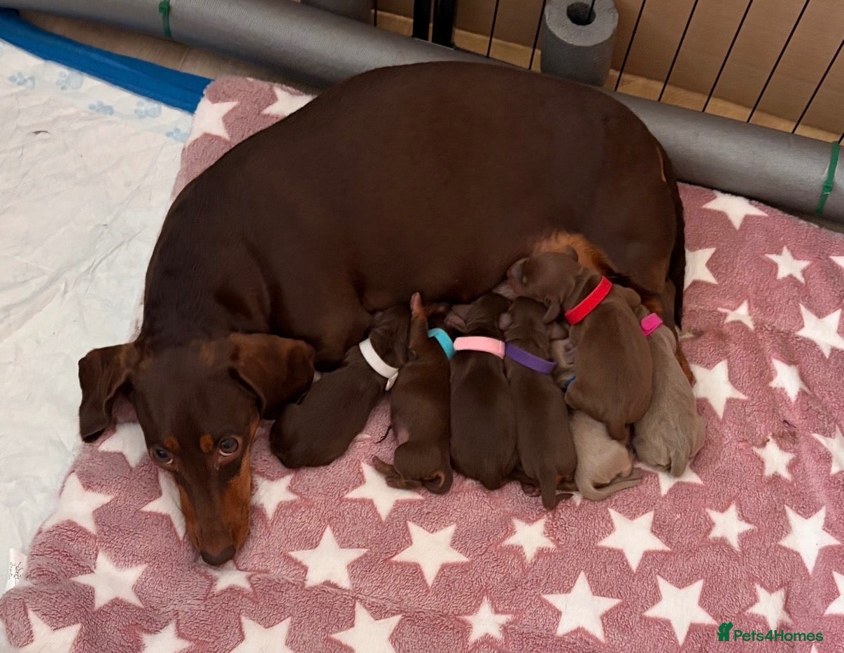 Miniature Dachshund dogs Miniature dachshund  - Advert 1