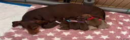 Miniature Dachshund dogs for sale: Miniature dachshund  in Walsall - Advert 1