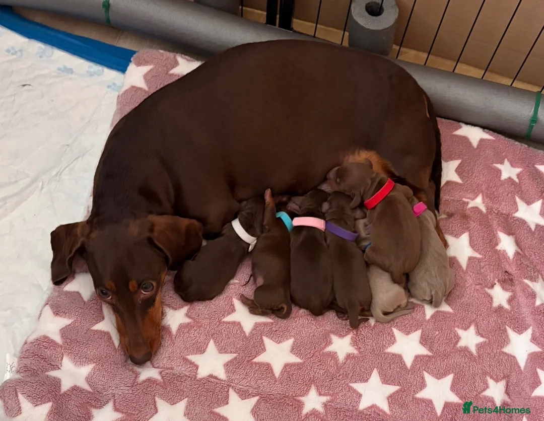 Miniature Dachshund dogs for sale: Miniature dachshund  in Walsall - Advert 1