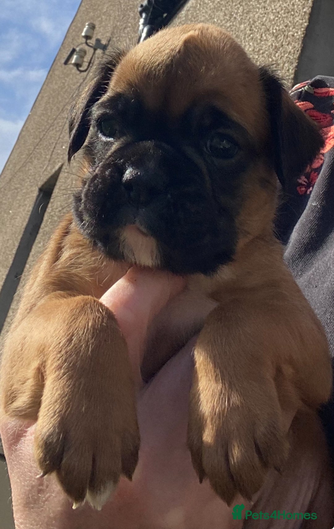 Boxer dogs for sale: Gorgeous Boxer Puppies  - Image 2