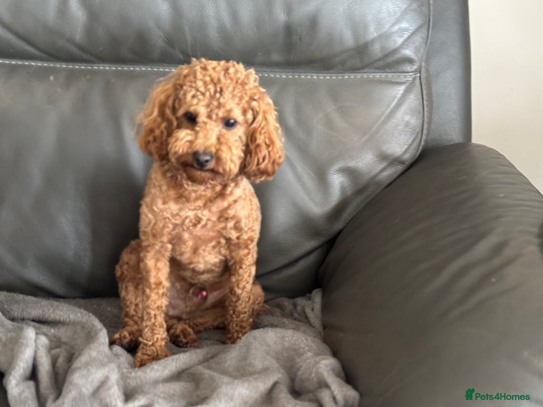 Toy Poodle dogs for sale: KC Toy Poodle Boy - Image 9